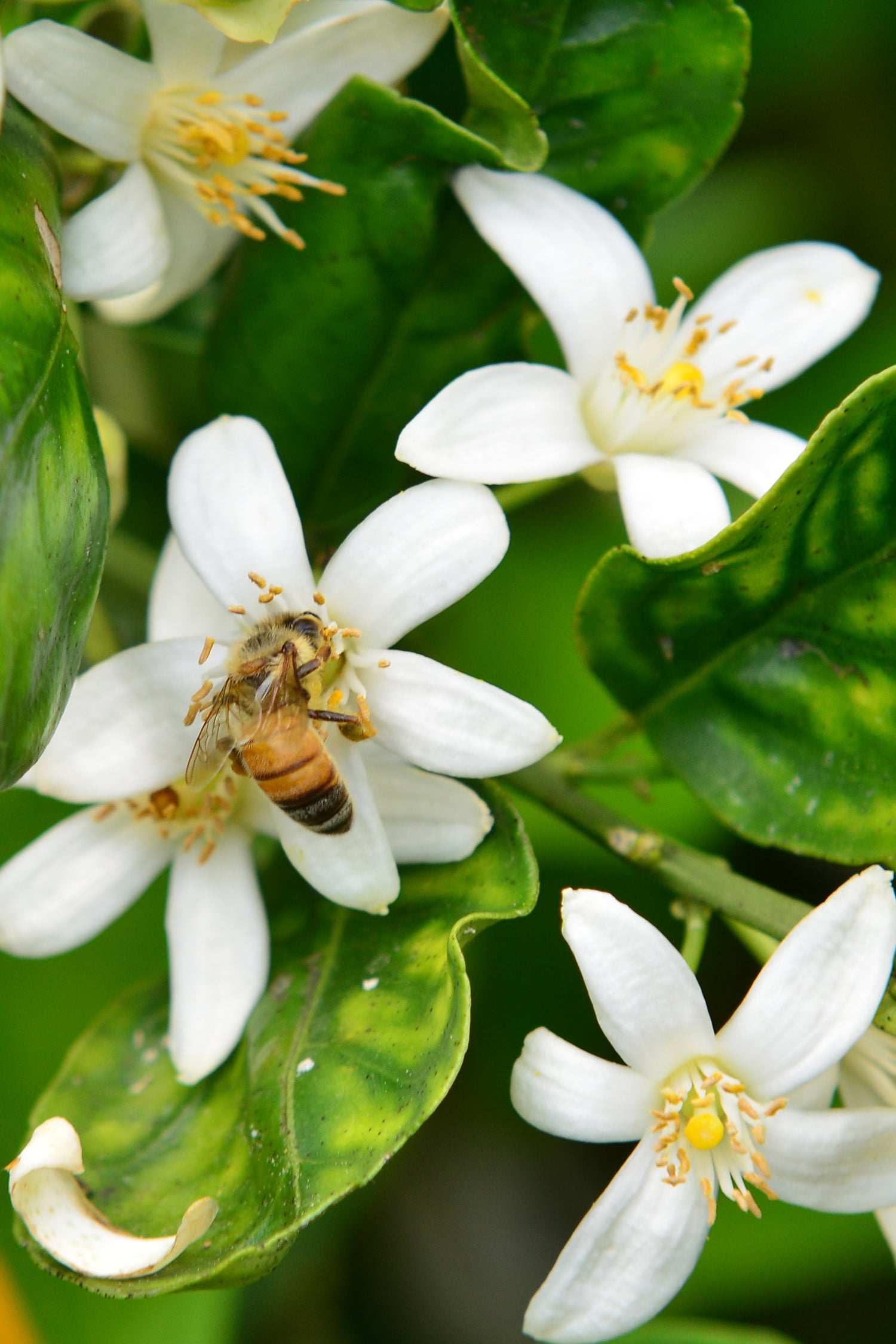Honeybee Orange Blossom Delta Utah