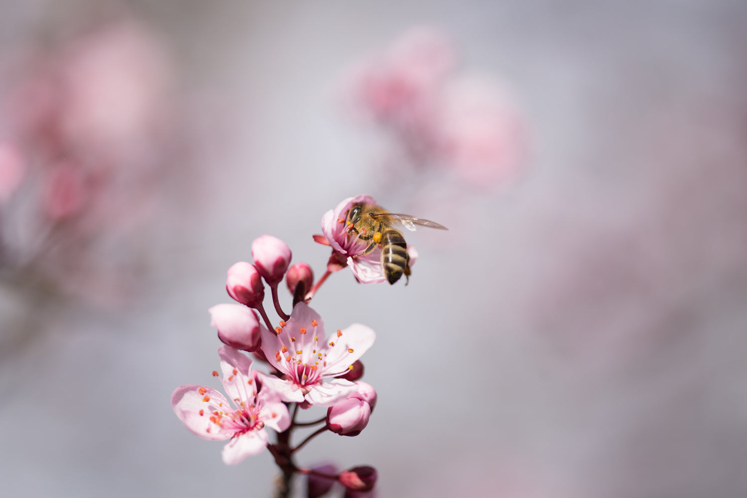Bee Almond Blossom Pollination Delta Utah