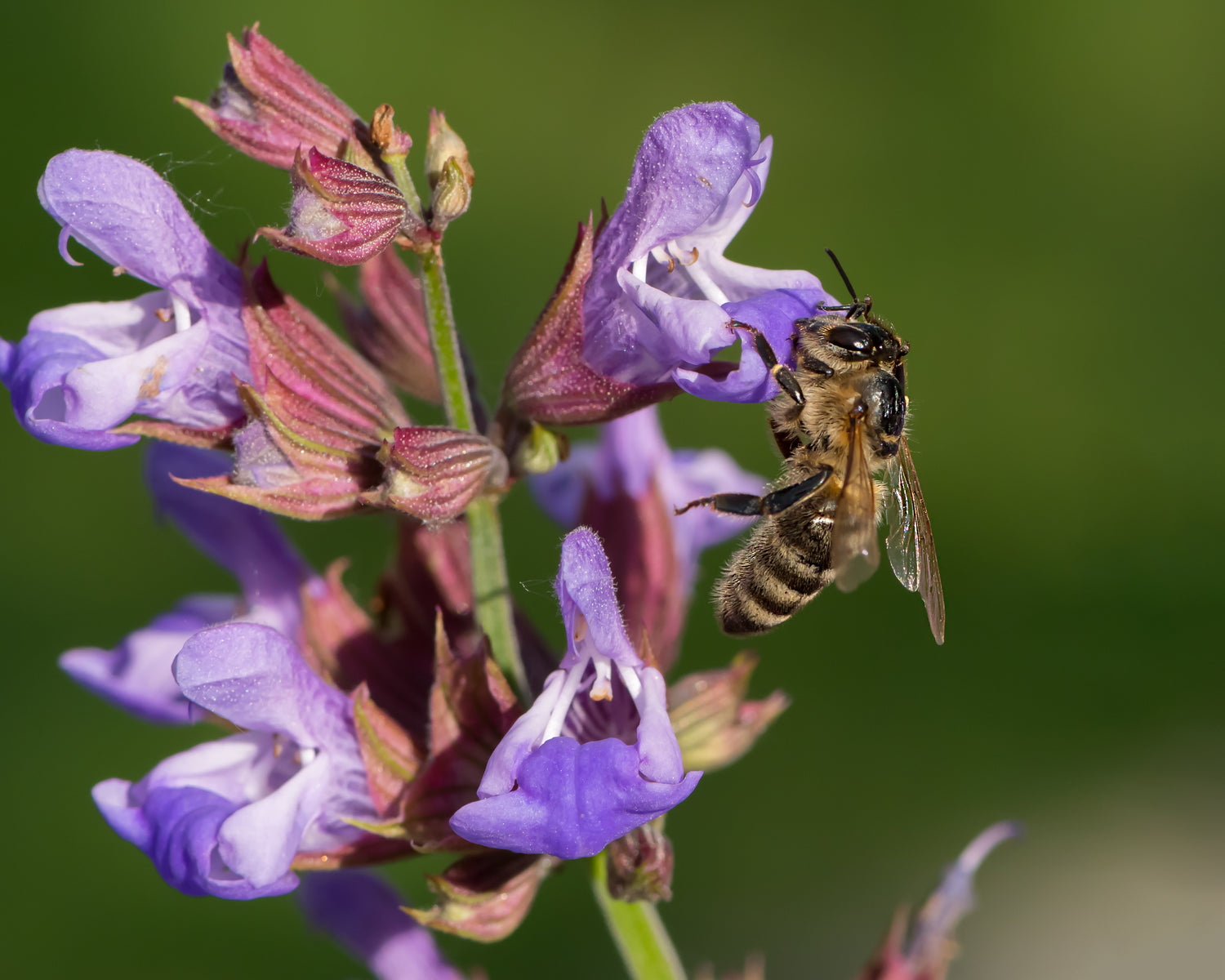 Honeybee flower blossom Delta Utah