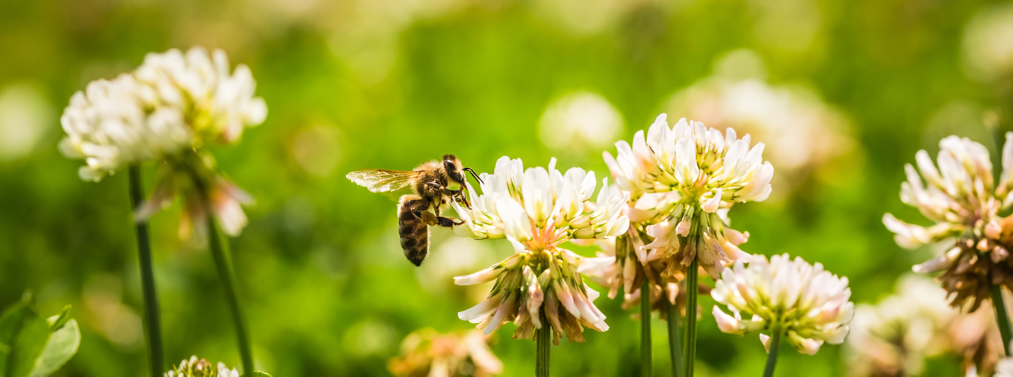 Honeybee Clover Blossom Delta Utah